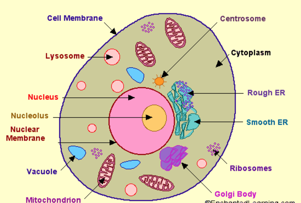 Plant Cell Diagram For Class Easy Simple Cell Diagram Images And Photos Finder