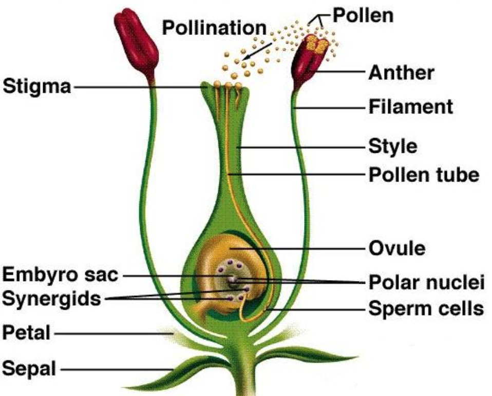 Pollination Fertilisation Class Biology Reproduction In Plants My XXX