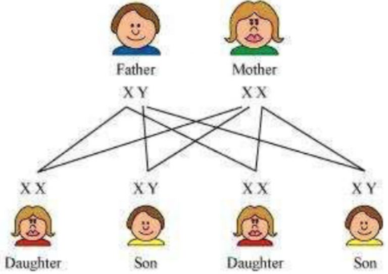 Structure Of DNA Class 10 Heredity And Evolution