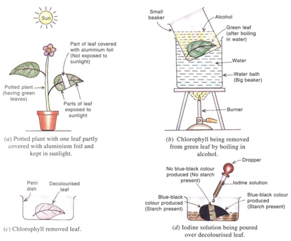 Root, Stem and Leaf Class 6, Getting to know Plants, Science