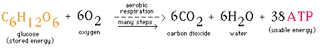 Aerobic respiration