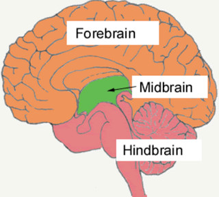 Central Nervous System Diagram Easy : Lab 4 Nervous System Biology