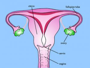 Female reproductive system