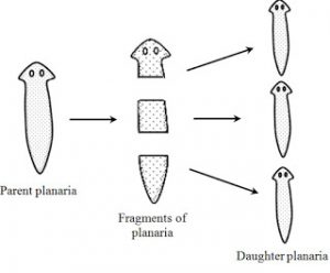 Fragmentation - Class 10, How do organism Reproduce