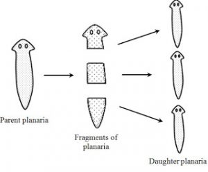 Fragmentation