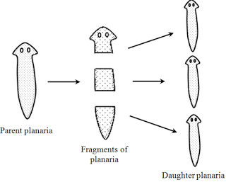 fragmentation diagram