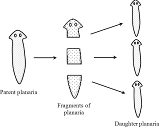 Fragmentation | Class 10, How do organism Reproduce