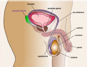 Male reproductive system