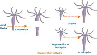 regeneration organism hydra planaria classnotes