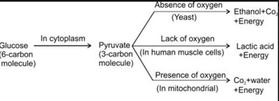 Respiration