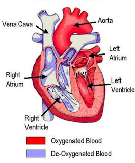 Process of the heart pumping blood