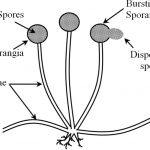 Spore formation