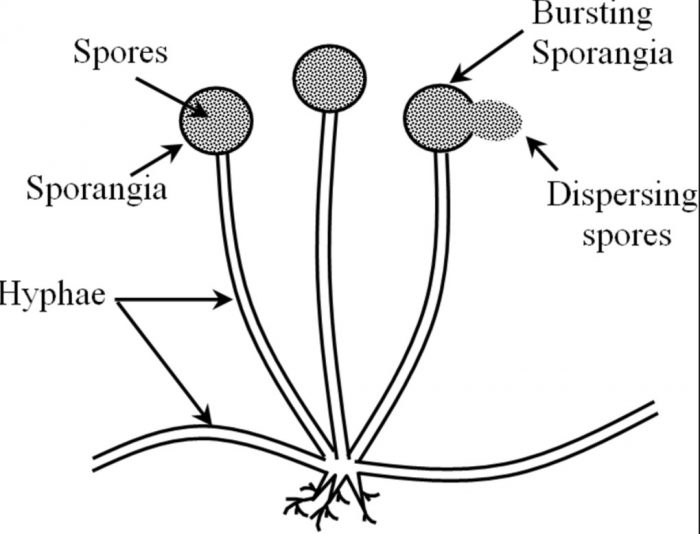 Spore Formation Class 10, How do organism Reproduce