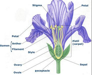 Sexual reproduction in flower