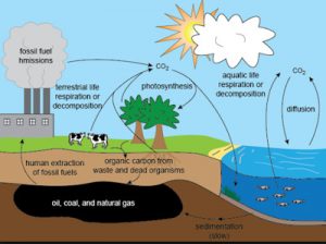 carbon cycle