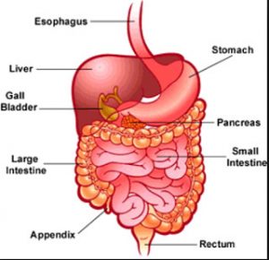 digestive system