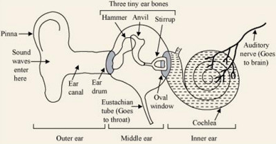 parts of the ears for grade 3