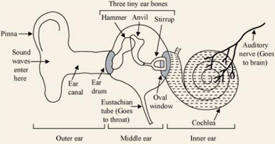 Human ear | Class 9, Sound