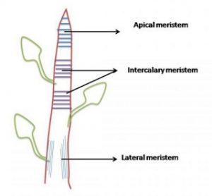 meristematic tissue