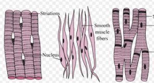 muscular tissue