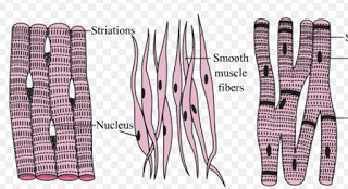 skeletal muscle tissue diagram