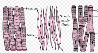 Muscular Tissue Class 9 Tissues