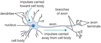 nervous tissue diagram