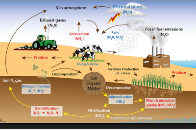 nitrogen cycle