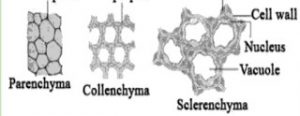 permanent tissue