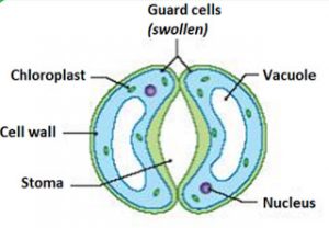 stomata