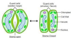 stomata