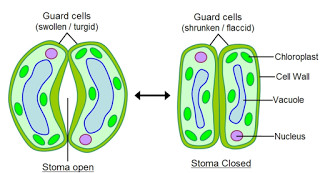 Permanent Tissue - Class 9, Tissues