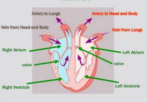 The heart is called a double pump because it serves two circ | Quizlet