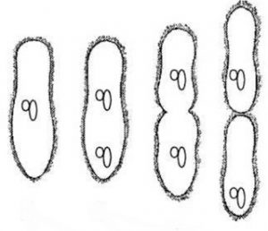 binary fission in paramecium