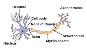 Structure of neuron