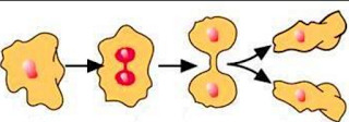 binary fission in leishmania