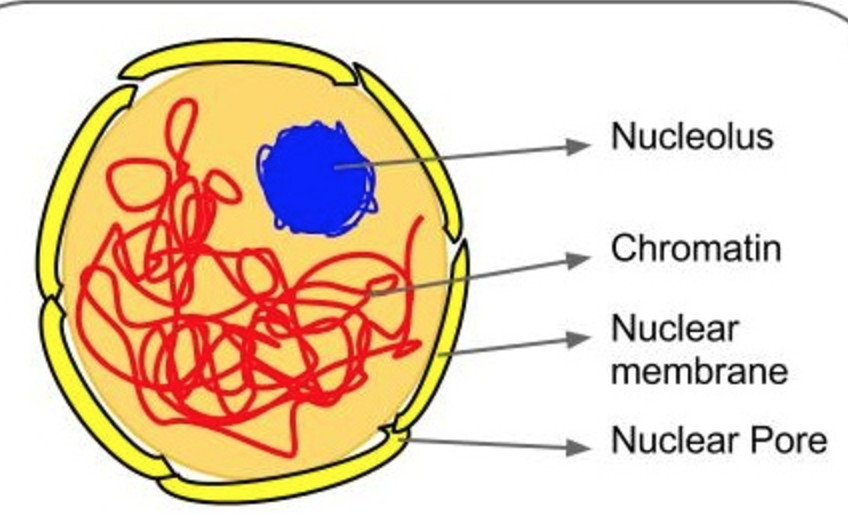 Featured image of post The Best 22 Nucleus Drawing Class 8