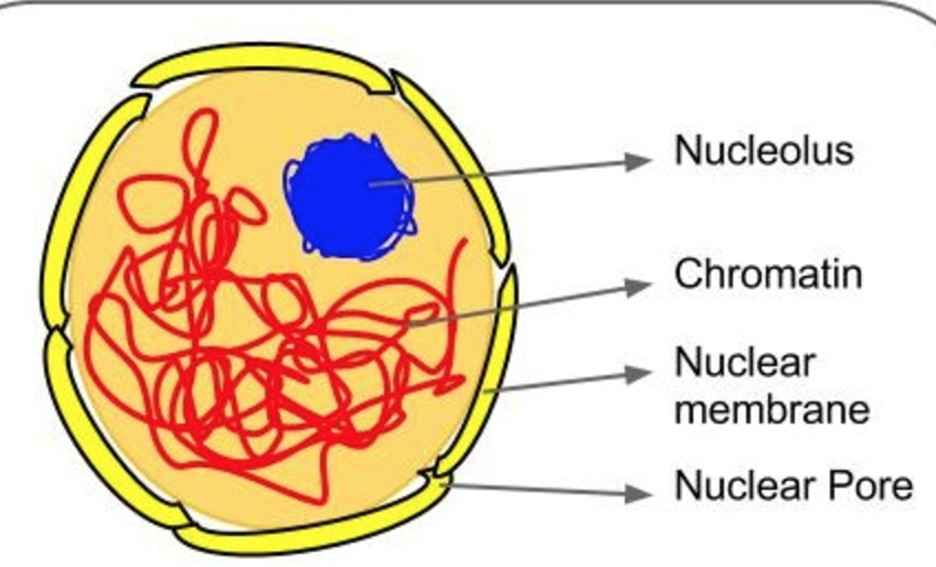 Nucleus Diagram Labeled Class 9