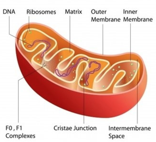 mitochondria-cell-wall-chloroplasts-vacuole-cell-structure-and