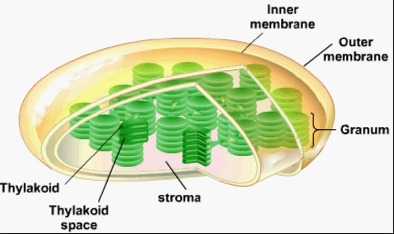 Mitochondria; cell wall; Chloroplasts ; Vacuole | Cell structure and