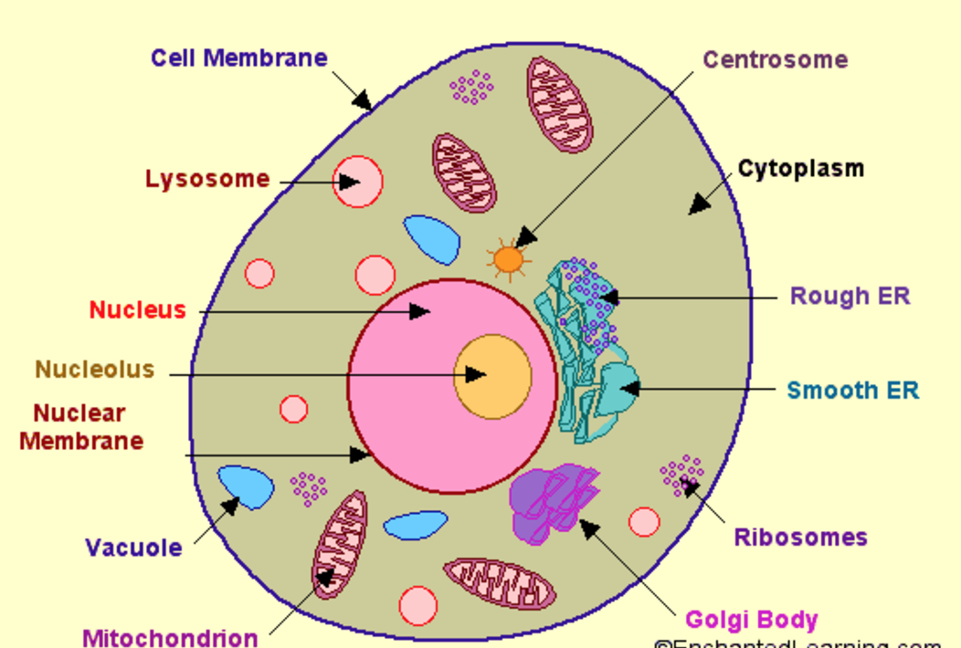 Diagram Of An Animal Cell And Functions Animal Cell Structure