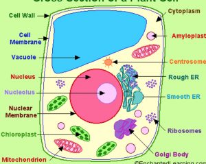 Plant cell