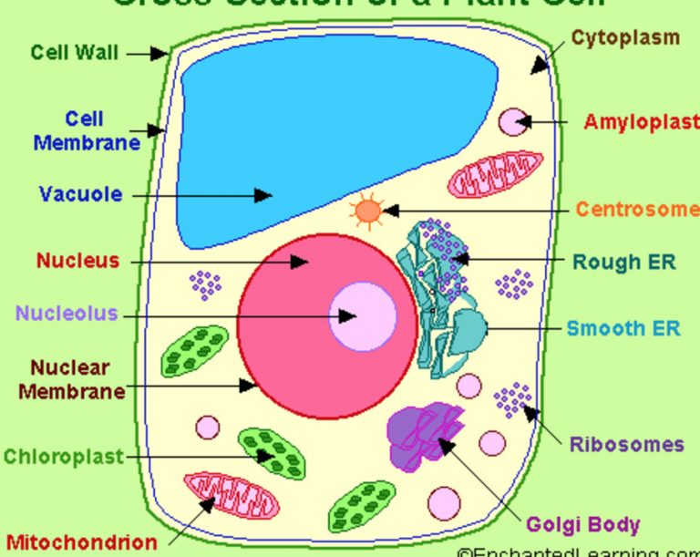 Structure Of Cell Cell Structure And Functions Class 8