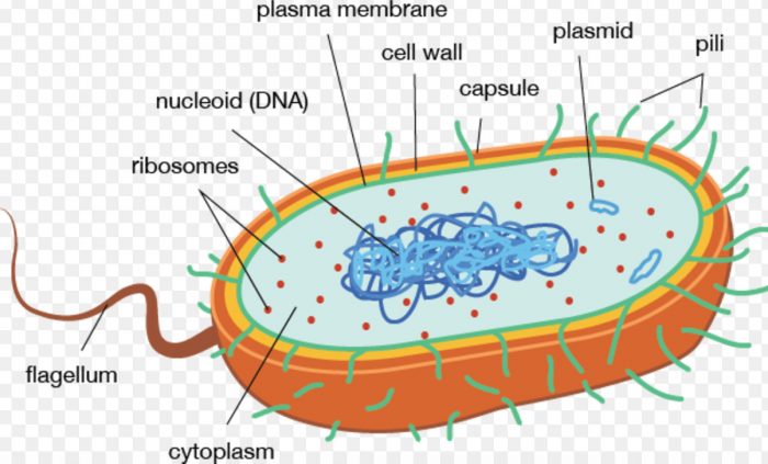 Prokaryotic and Eukaryotic cells | Cell structure and functions, Class 8