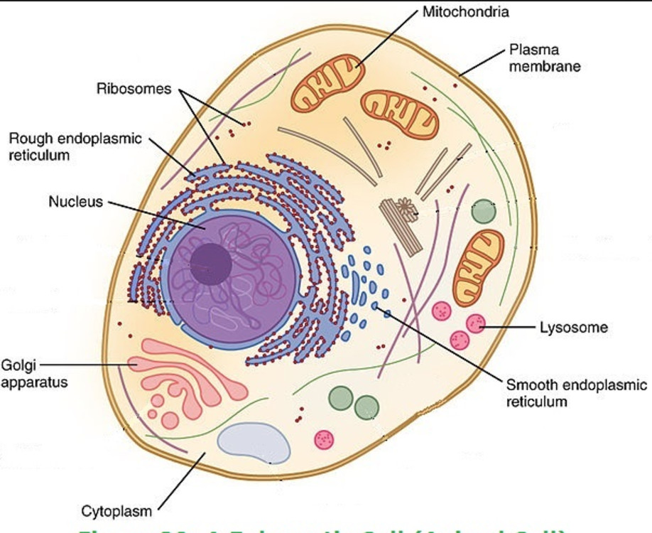 Prokaryotic and Eukaryotic cells - Cell structure and functions, Class 8