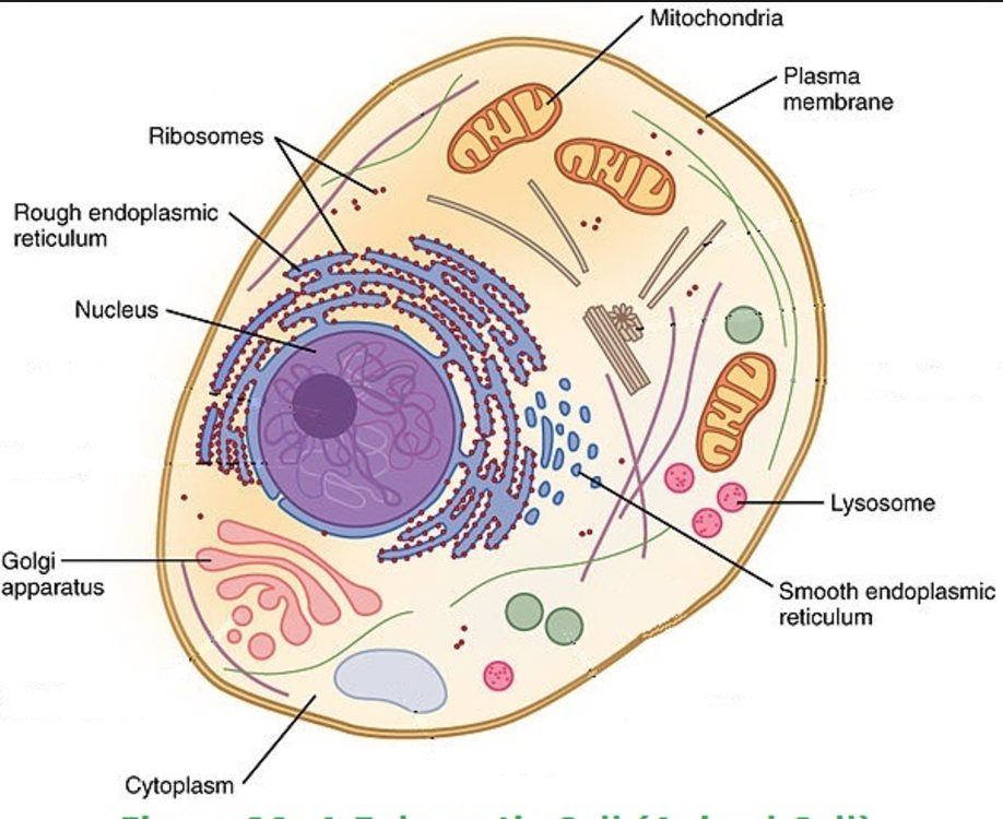 Prokaryotic and Eukaryotic cells | Cell structure and functions, Class 8