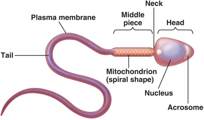 Gametes - Class 8, Reproduction In Animals