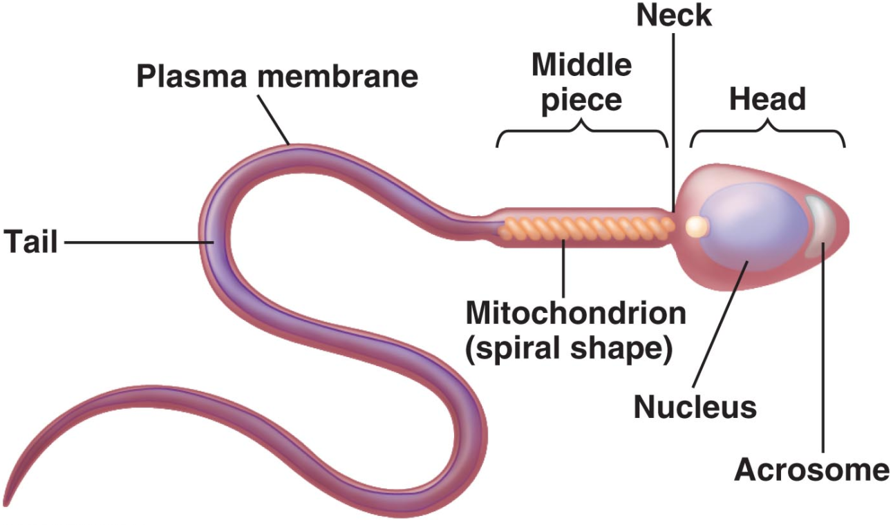 gametes-class-8-reproduction-in-animals