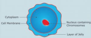 eggs or ovum