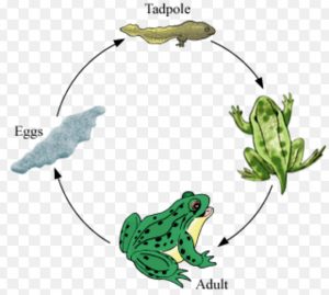 Metamorphosis in frog